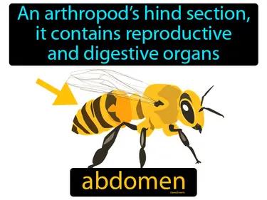 Abdomen Meaning