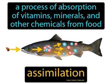 Assimilation Meaning