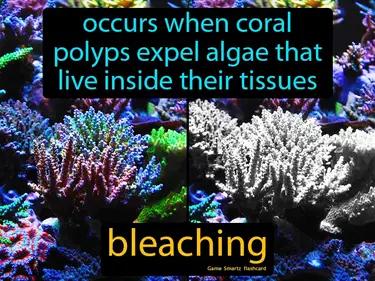 Bleaching Meaning