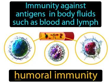 Humoral Immunity Meaning
