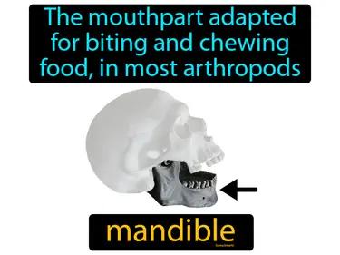 Mandible Meaning