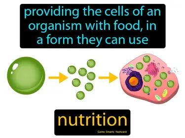 Nutrition Meaning
