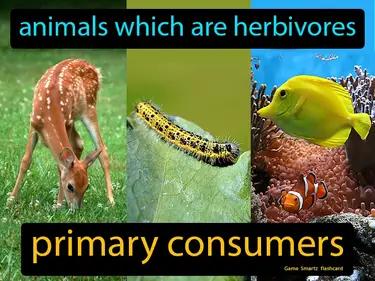 Primary Consumers Meaning