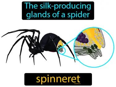 Spinneret Meaning