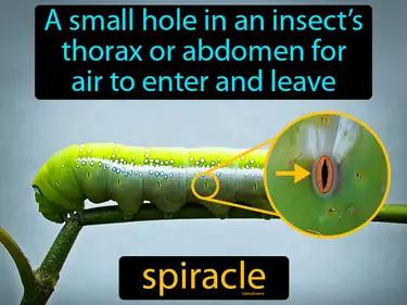 Spiracle Meaning