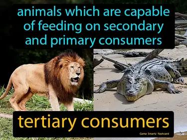 Tertiary Consumers Meaning