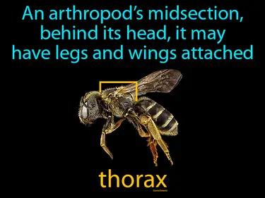 Thorax Meaning