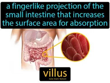 Villus Meaning