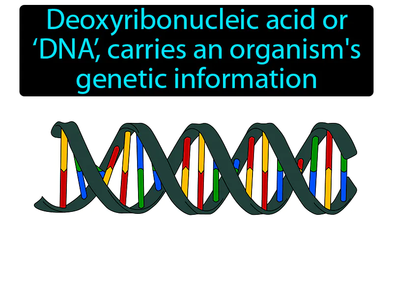 DNA Definition