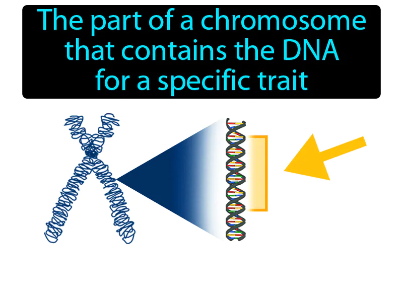 Gene Definition Gene Definition