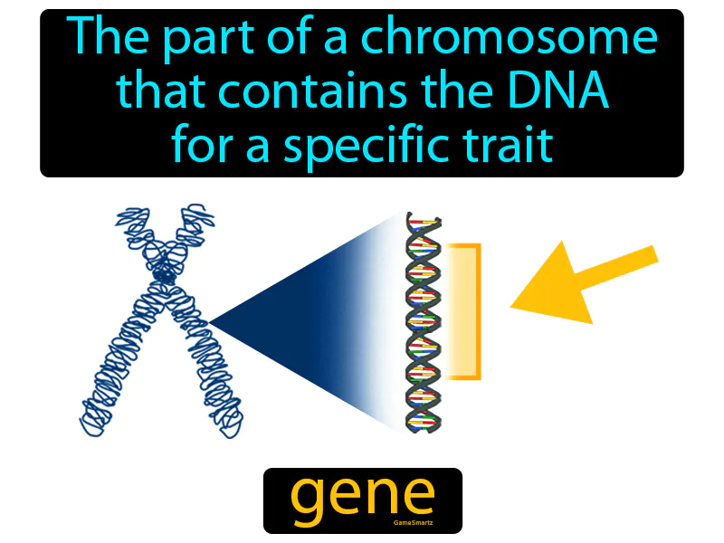 Gene Definition Gene Definition