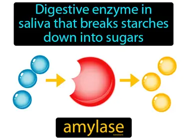 Digestive and Excretory System