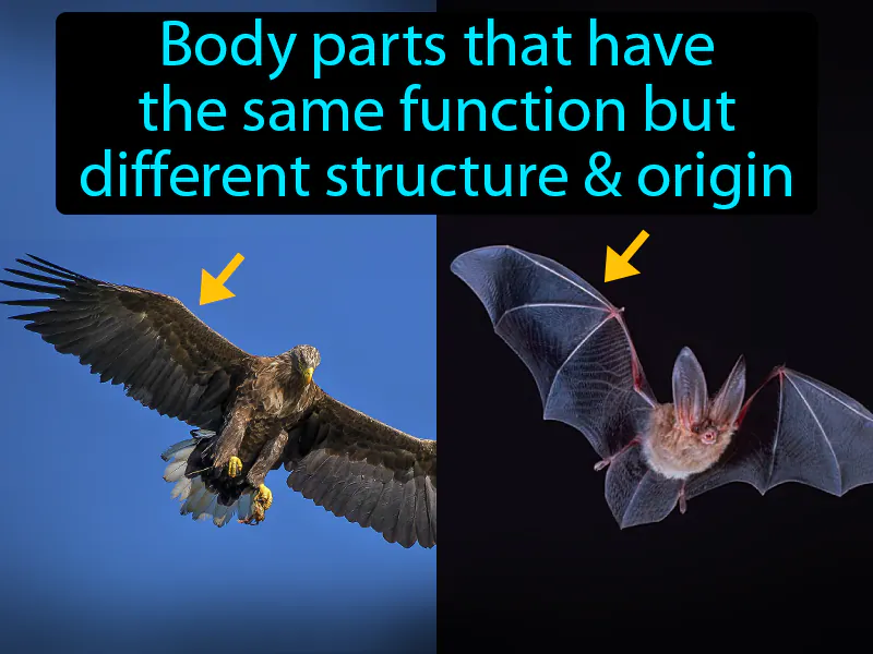 Analogous Structure Definition