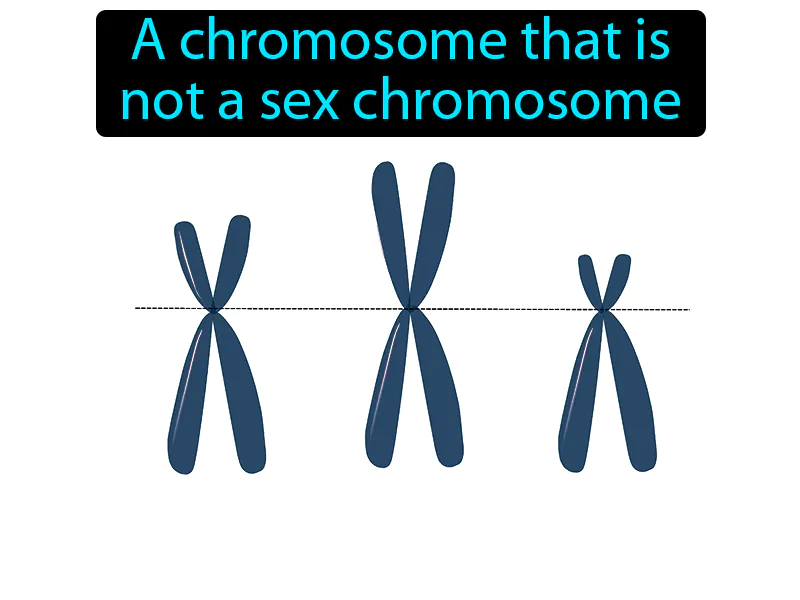 Autosome Definition