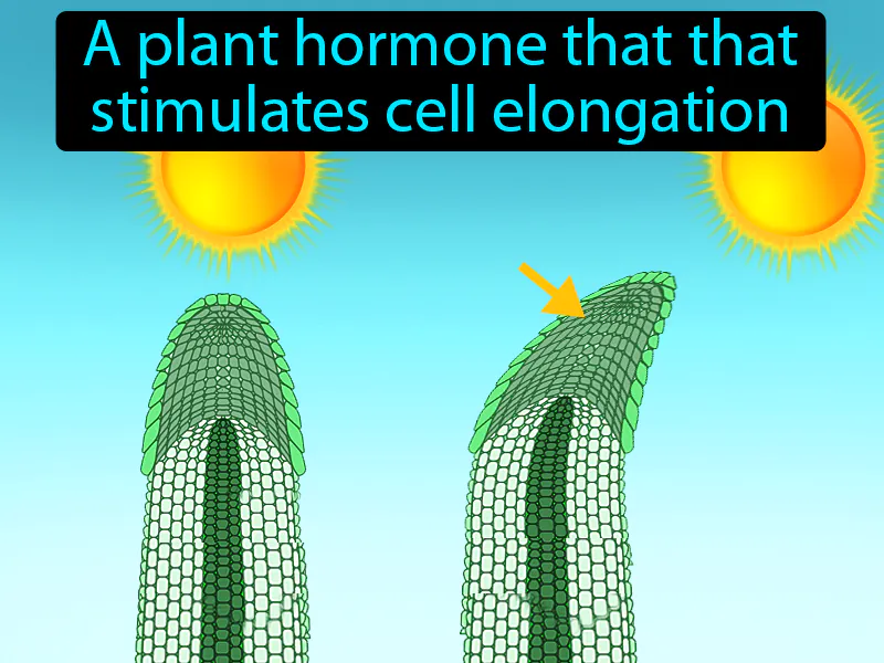 Auxin Definition