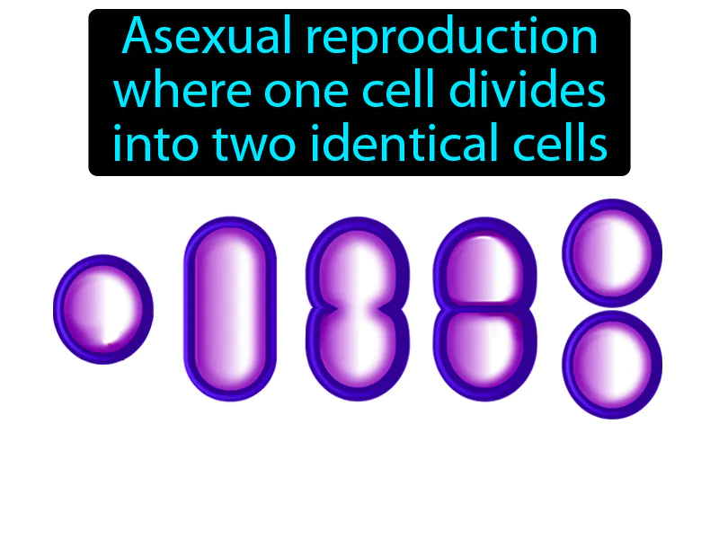 Binary Fission Definition