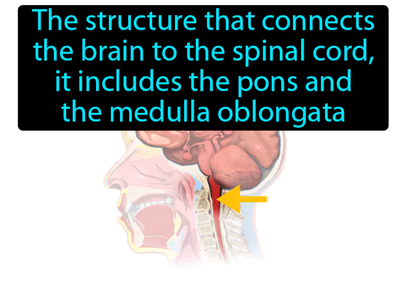 Brain Stem Definition Brain Stem Definition