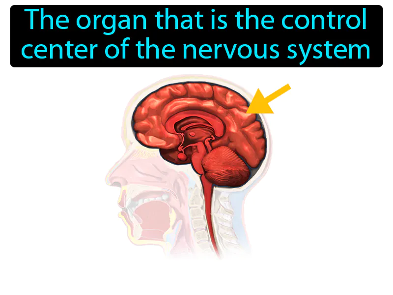 Brain Definition Brain Definition