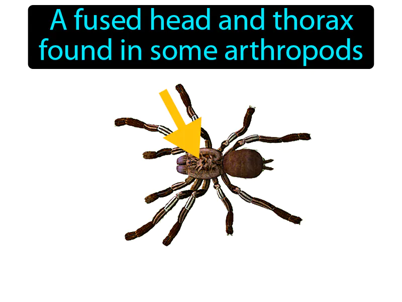 Cephalothorax Definition Cephalothorax Definition