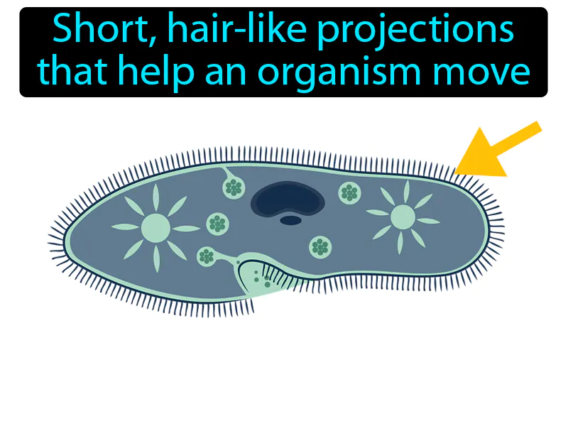 Cilium Definition