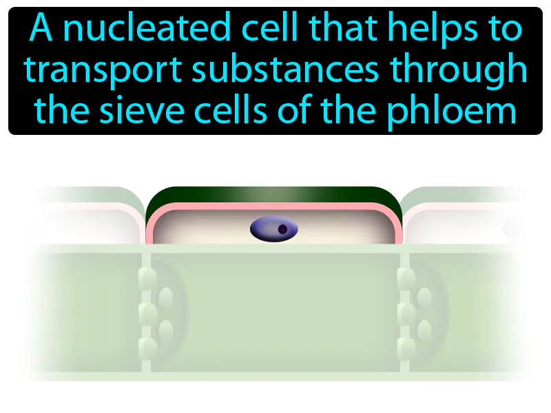 Companion Cell Definition Companion Cell Definition