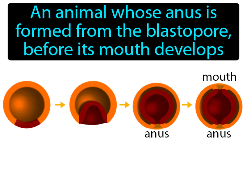Deuterostome Definition
