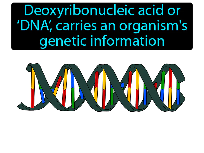 DNA Definition