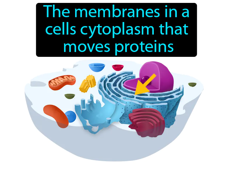 Endoplasmic Reticulum Definition Endoplasmic Reticulum Definition