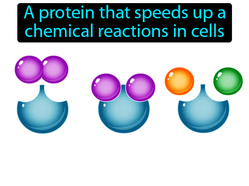Enzyme Definition