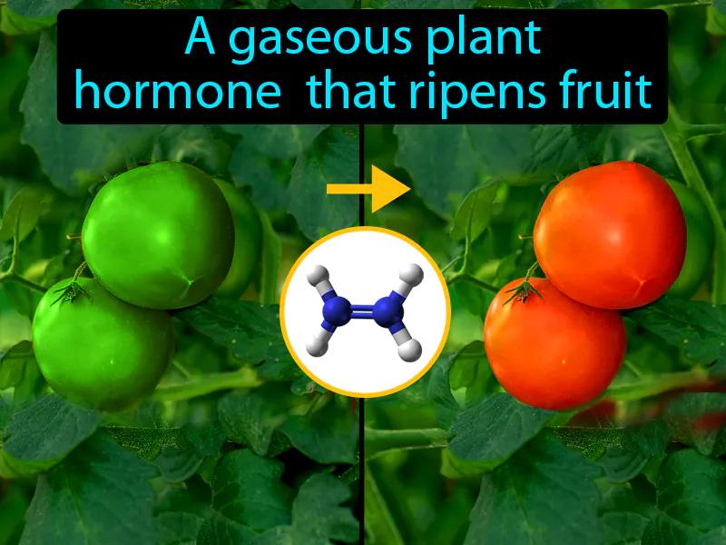 Ethylene Definition