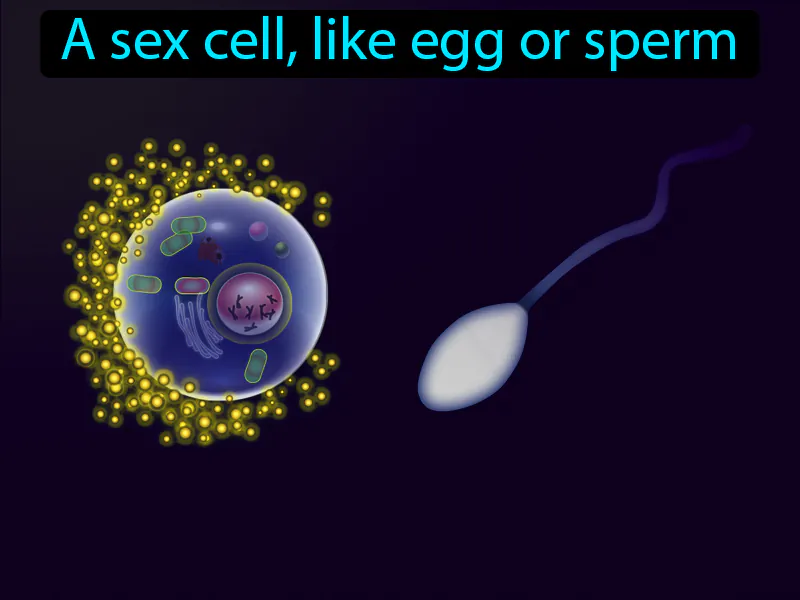 Gamete Definition Gamete Definition