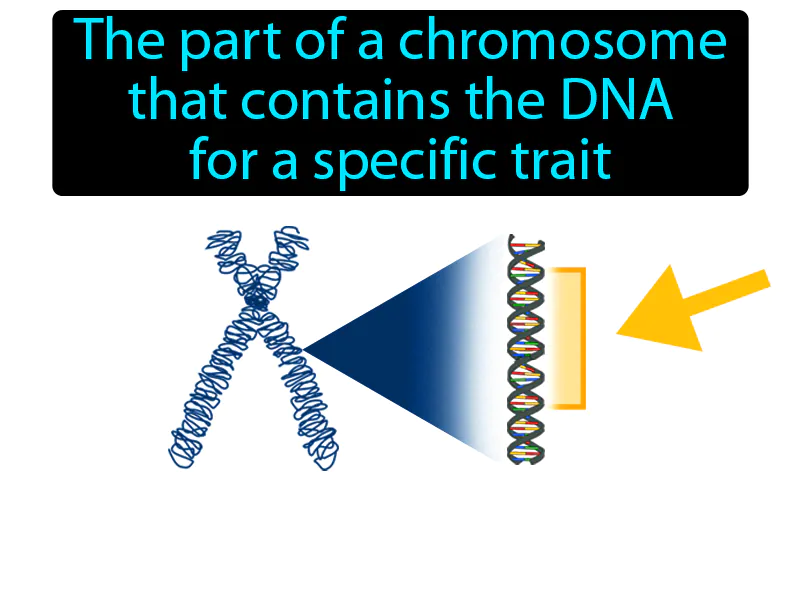 Gene Definition Gene Definition
