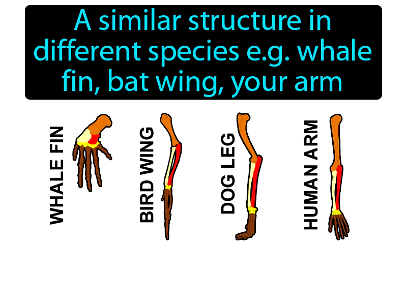 Homologous Structure Definition