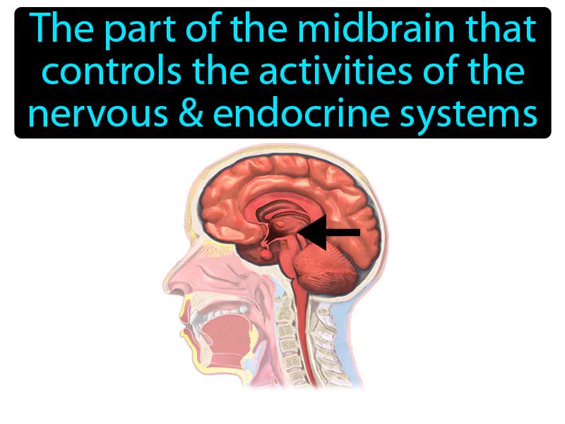 Hypothalamus Definition Hypothalamus Definition