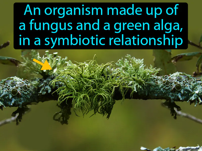 Lichen Definition Lichen Definition