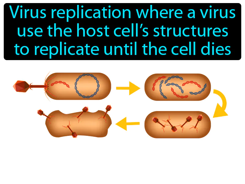 Lytic Cycle Definition Lytic Cycle Definition
