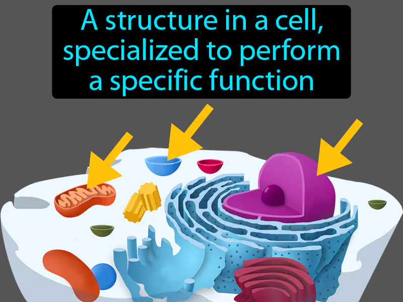 Organelle Definition Organelle Definition