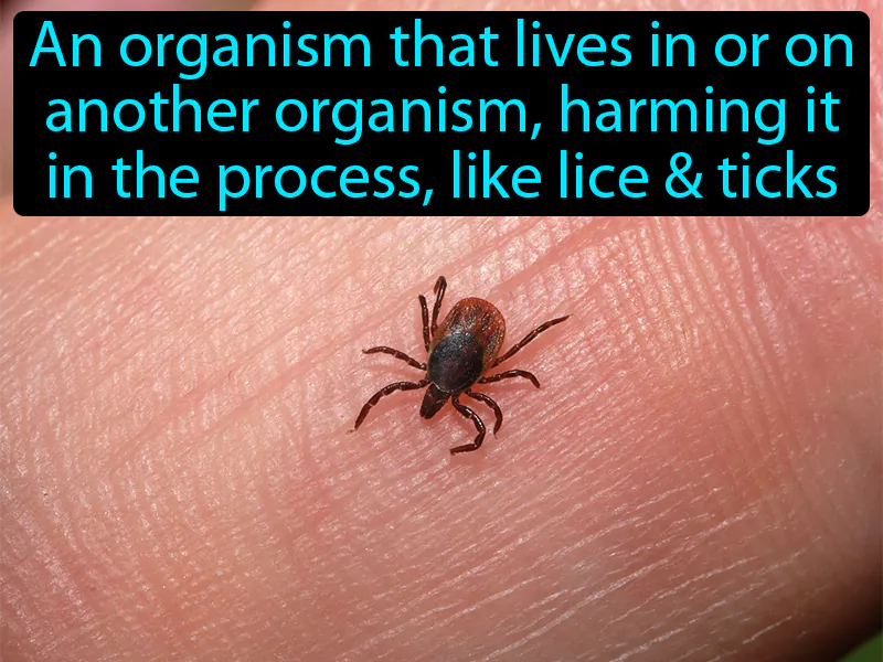 Parasite Definition
