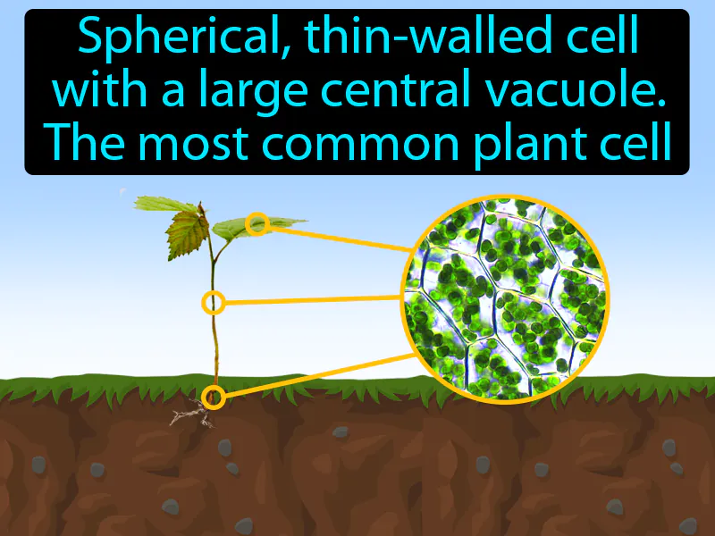 Parenchyma Cell Definition Parenchyma Cell Definition