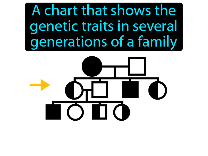 Pedigree Definition Pedigree Definition