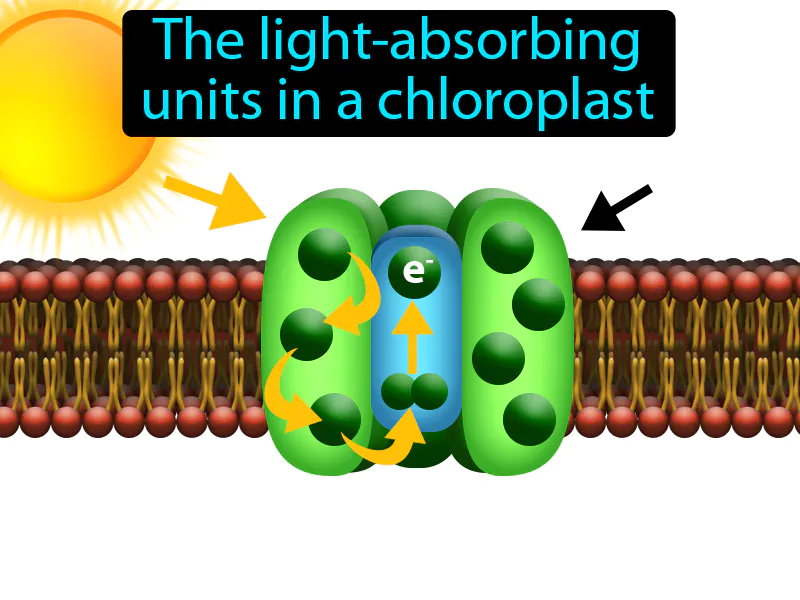 Photosystem Definition Photosystem Definition