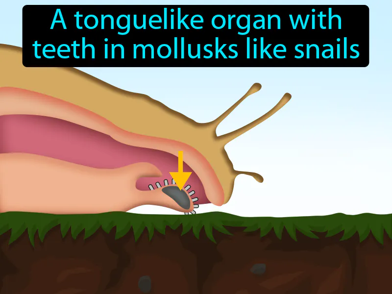 Radula Definition