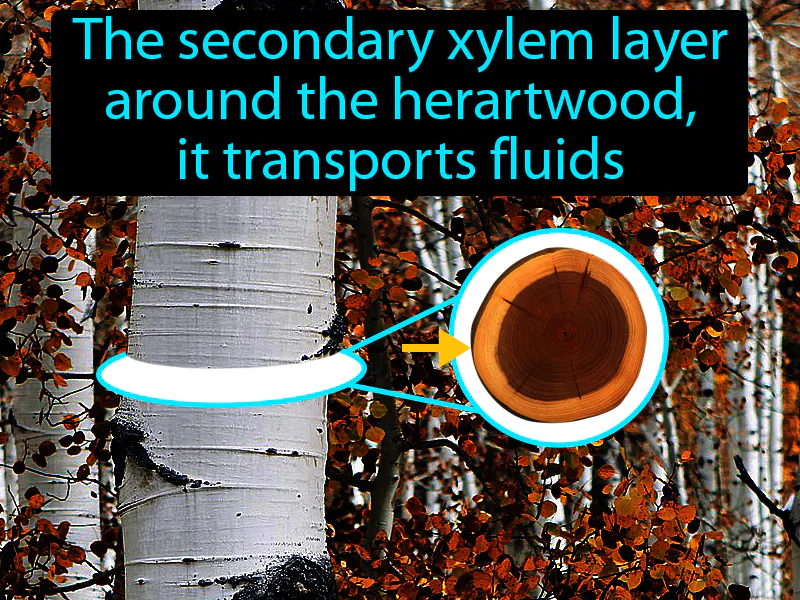 Sapwood Definition Sapwood Definition