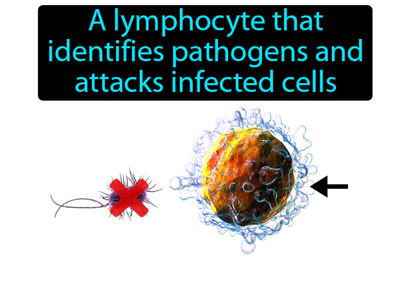 T Cell Definition T Cell Definition