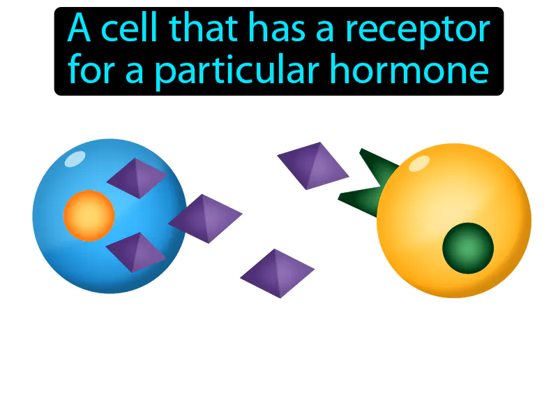 Target Cell Definition Target Cell Definition