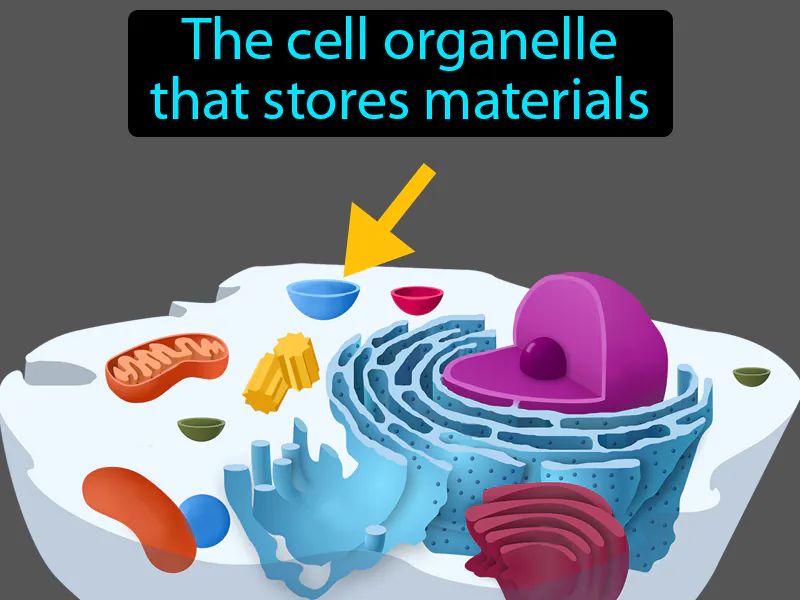 Vacuole Definition Vacuole Definition