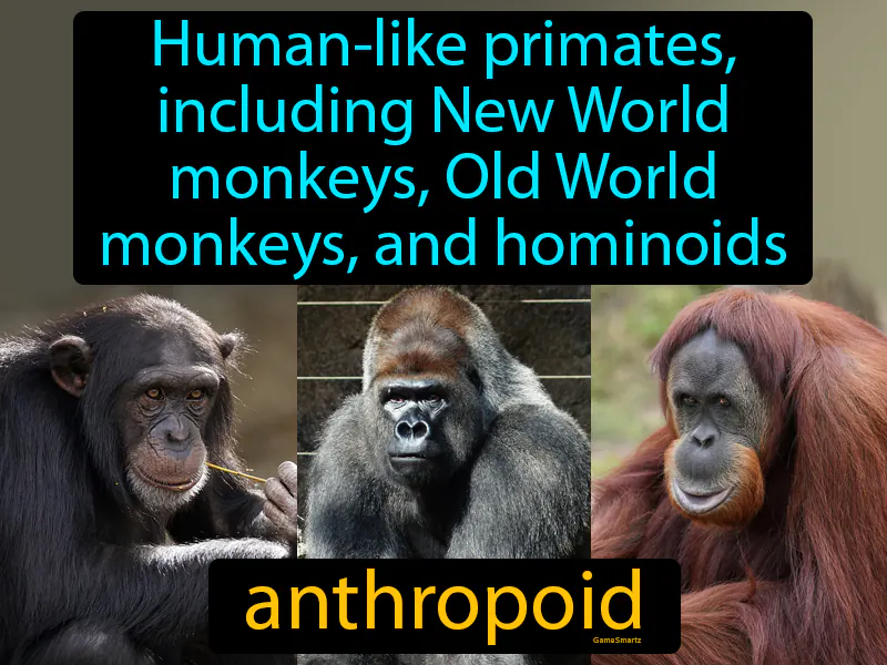 Anthropoid Definition Anthropoid Definition