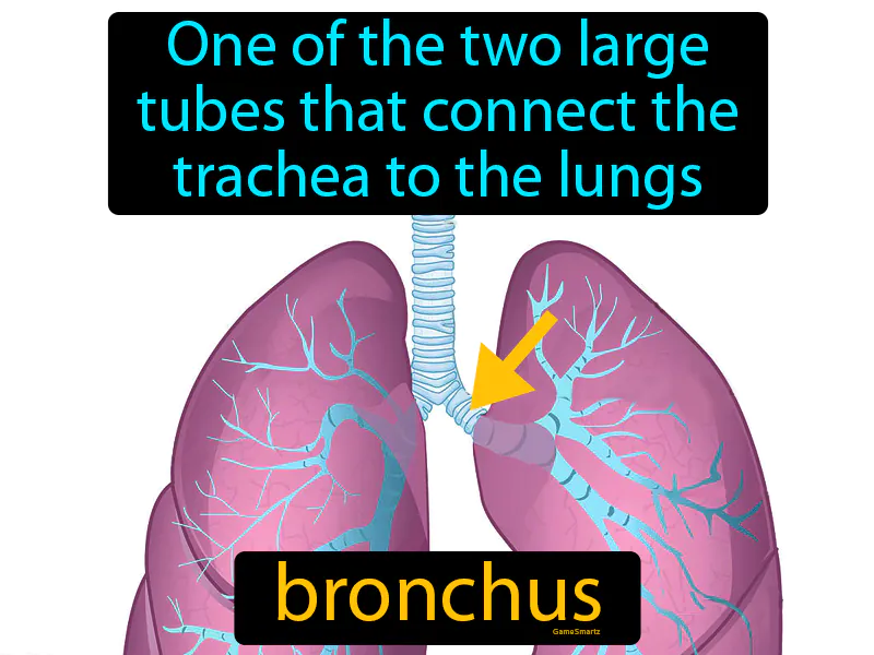 Bronchus Definition Bronchus Definition