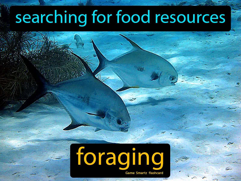 Foraging Definition Foraging Definition