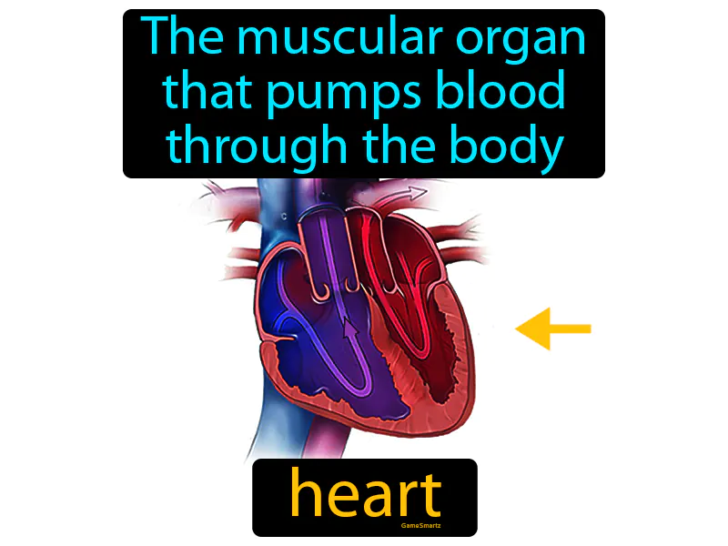 Heart Definition Heart Definition